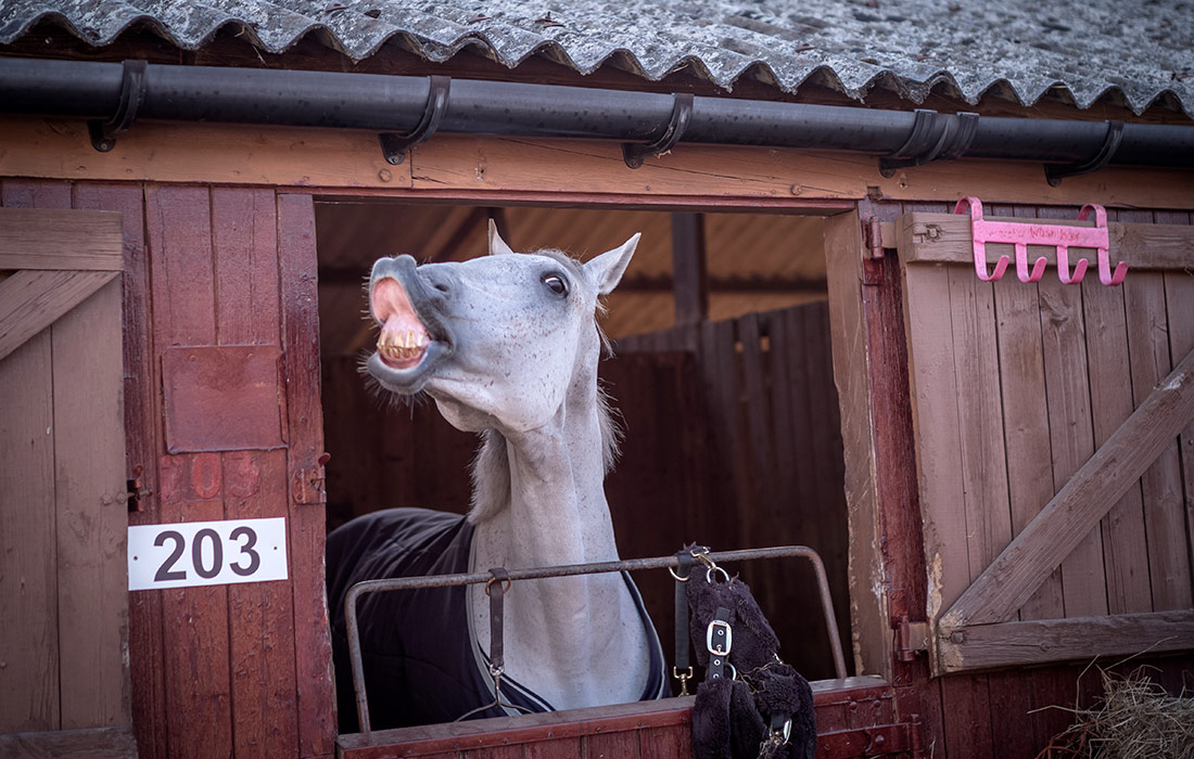 166-я Большая Йоркширская выставка, Англия