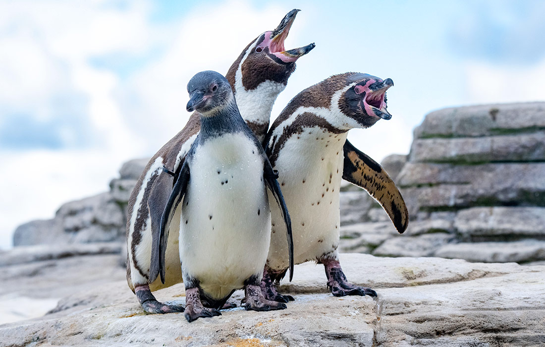 Птенцы пингвинов в океанариуме в немецком Штральзунде