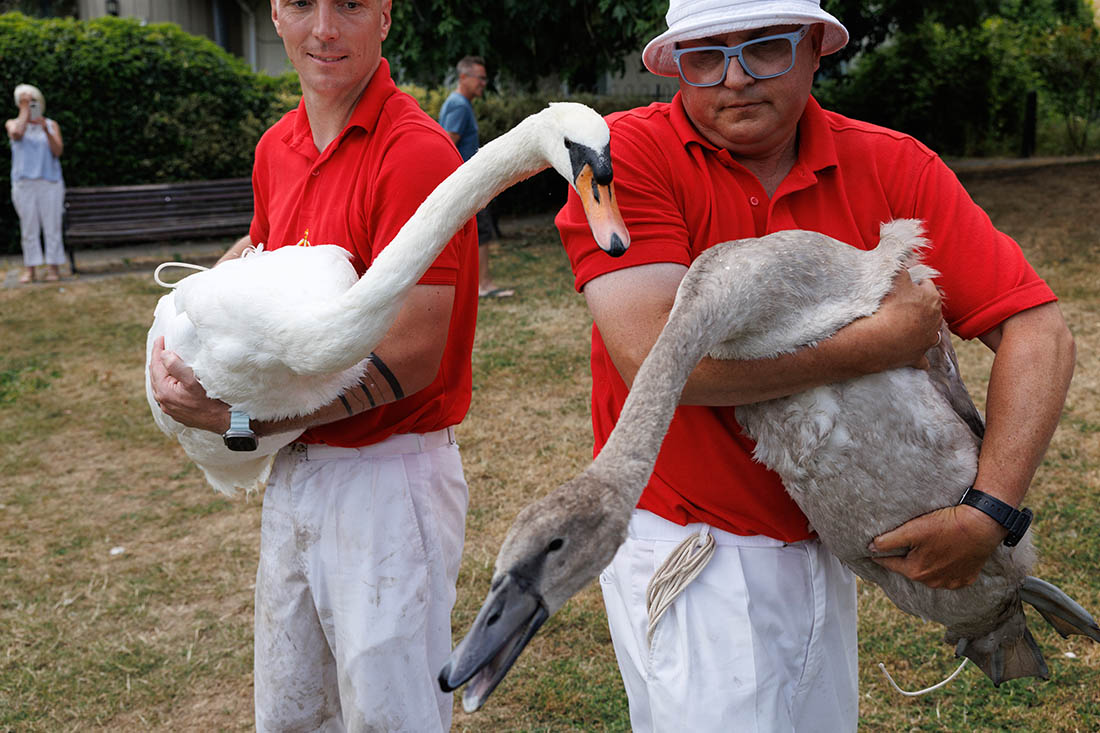 Перепись лебедей на реке Темзе в Лондоне