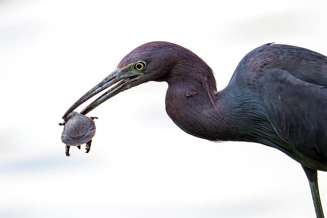 Цапля поймала черепаху в Орландо