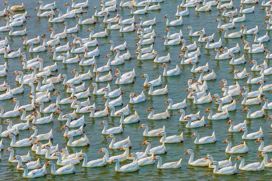 Гуси на озере в провинции Цзянсу, Китай