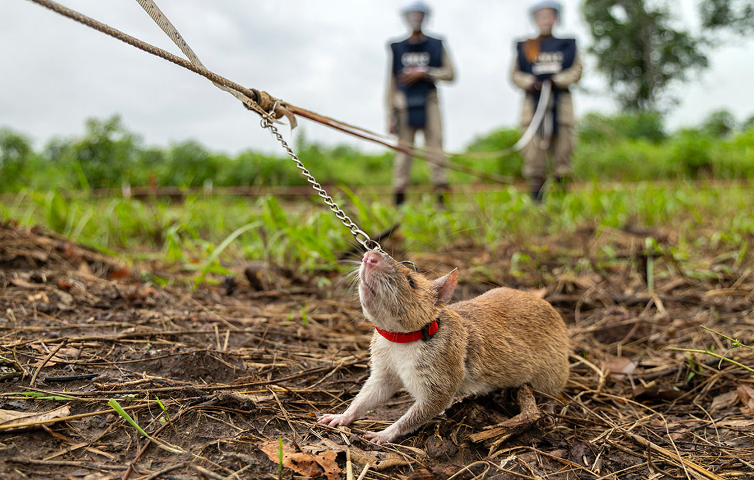 Гигантские крысы-саперы в Камбодже