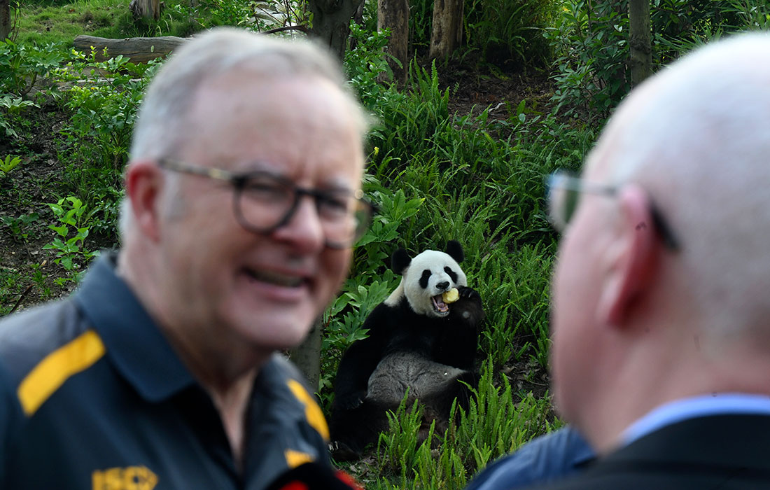 Премьер-министр Австралии Энтони Албанезе возле панды в парке в Чэнду. Албанезе находится с официальным визитом в Китае с 12 по 18 июля.
