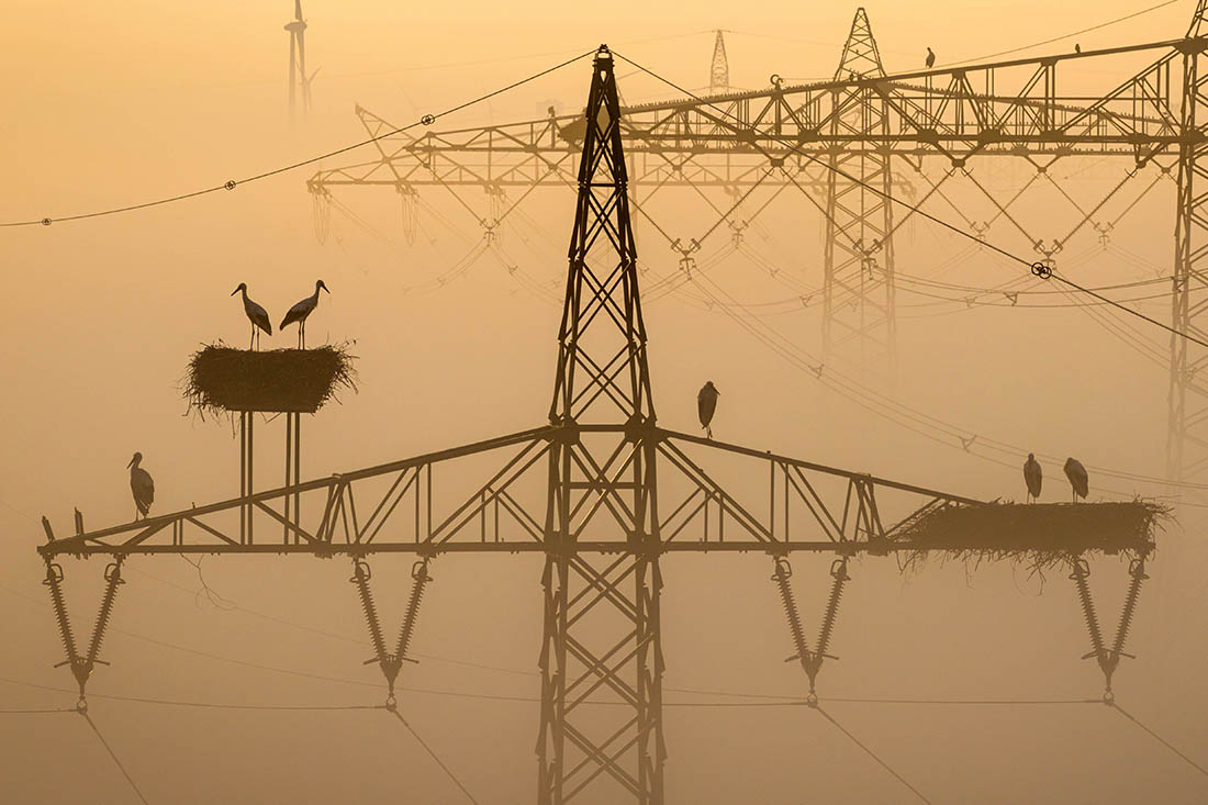 Гнездовья аистов на ЛЭП в Нижней Саксонии