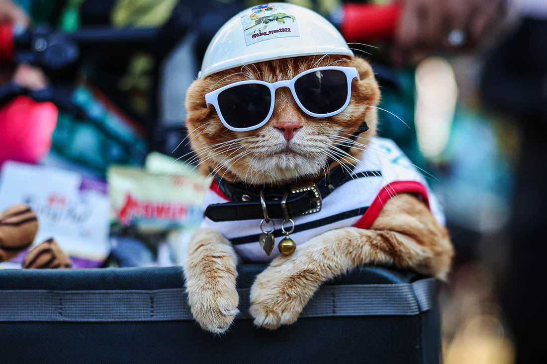 Король кошек Оуэн на пикнике в честь 100-летия своего владельца, а по совместительству и бывшего премьера Малайзии Махатхира Мохаммада