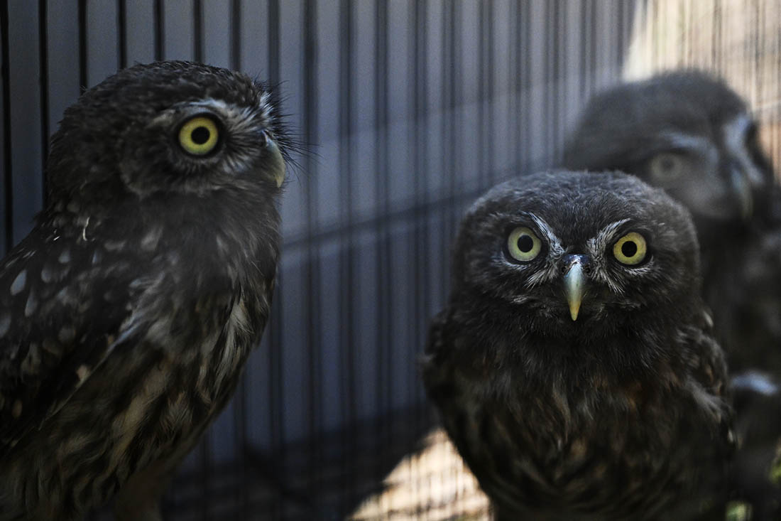 Сов выпускают после реабилитации в Дюздже