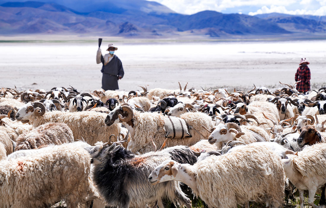 Овцы, несущие мешки соли, в китайском Сицзане