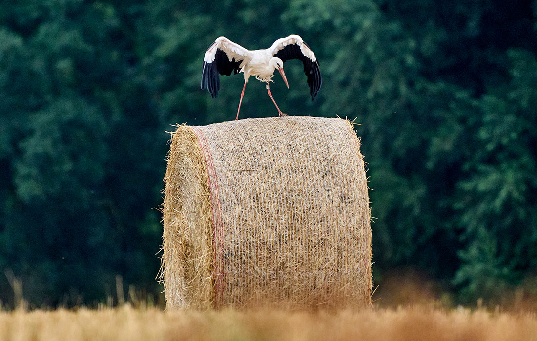 Аист на поле на окраине Франкфурта