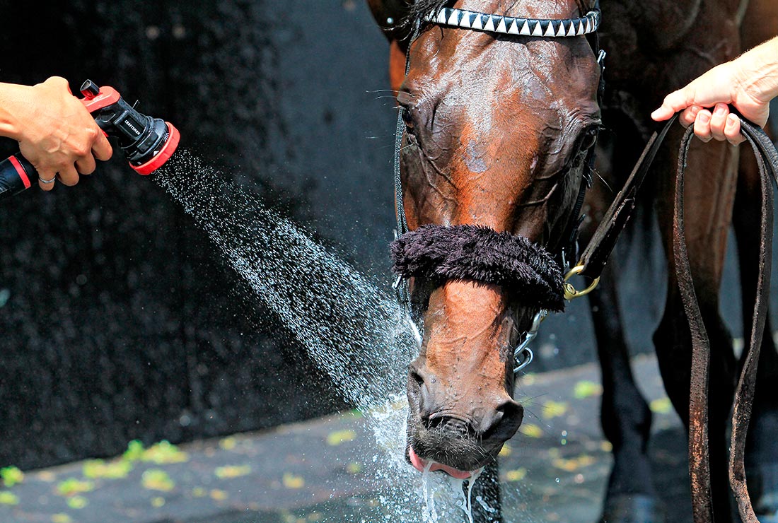 Скачки чистокровных лошадей на ипподроме Вудбайн, Торонто, Канада