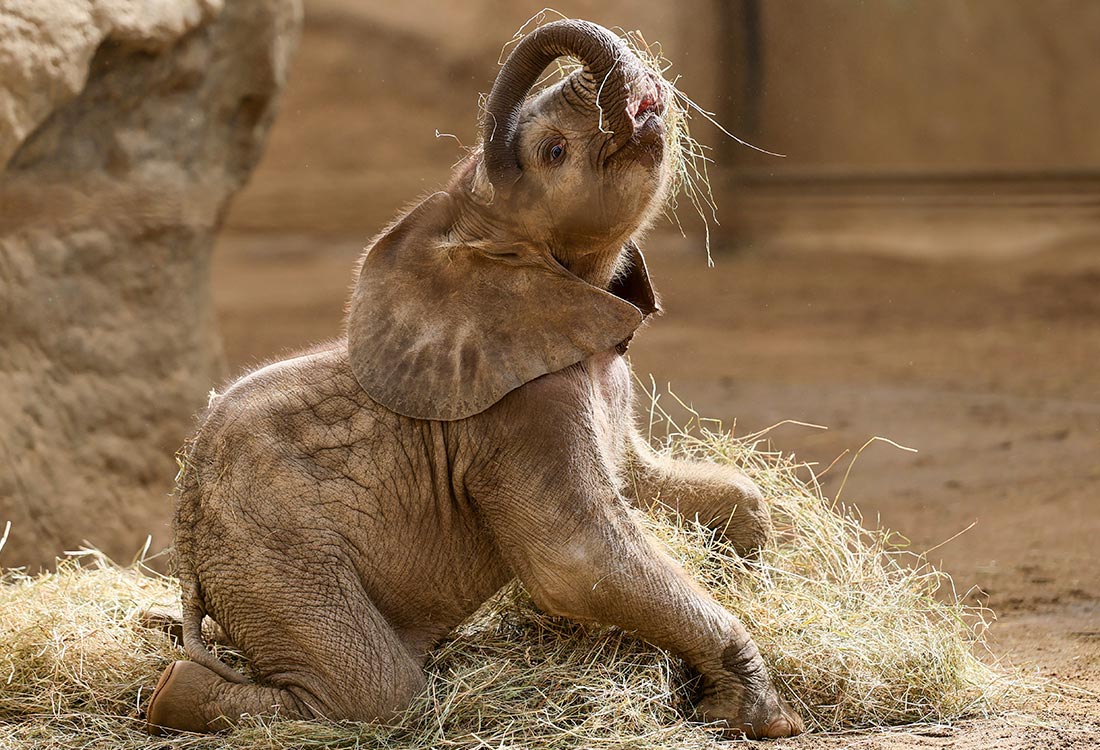 Детеныш африканского слона по кличке Кая в зоопарке Кронберга
