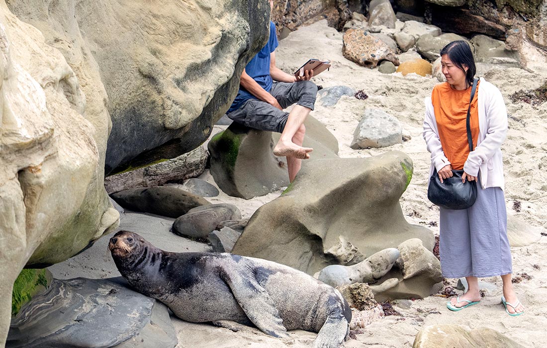 Дикий морской лев на многолюдном общественном пляже Ла-Хойя, Калифорния