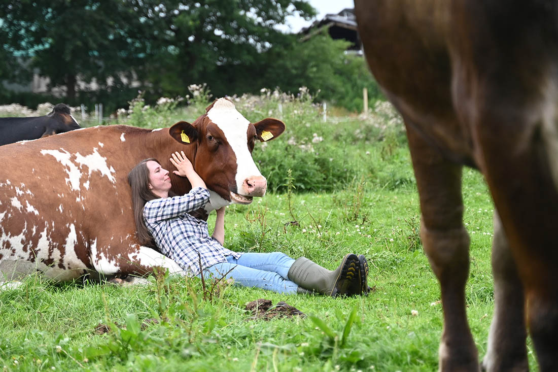 Услугу объятий с коровами предлагают в земле Шлезвиг-Гольштейн, ФРГ