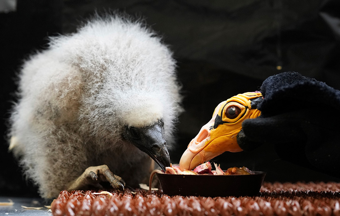 Птенец малого желтоголового стервятника кормится с куклой, имитирующей птицу-родителя, в зоопарке Праги