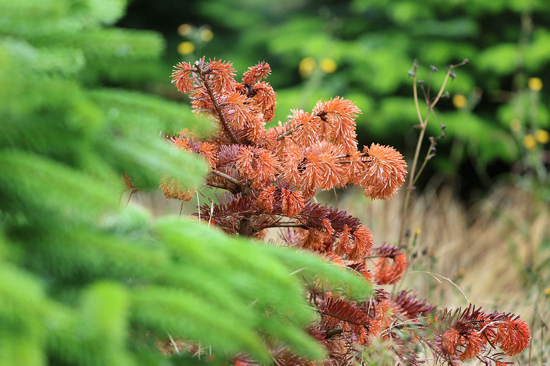 В Баварии из за жары и засухи под угрозой оказались ели к Рождеству