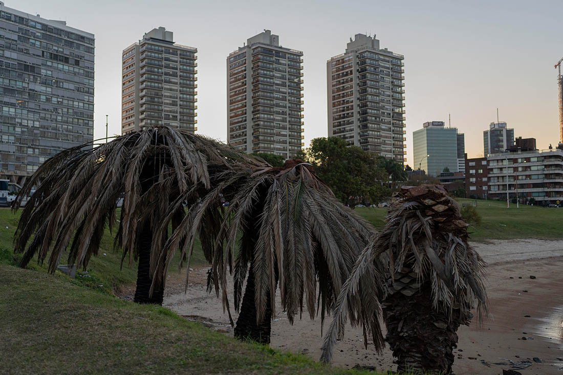 Тысячи пальм в Уругвае были уничтожены долгоносиком