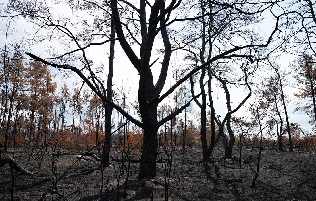Последствия лесных пожаров на востоке Германии