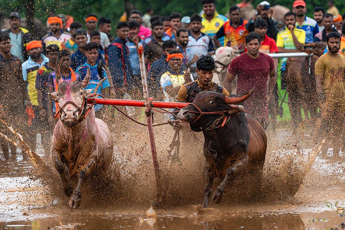 Гонки на запряженных в плуги быках в районе Ратнагири в Индии