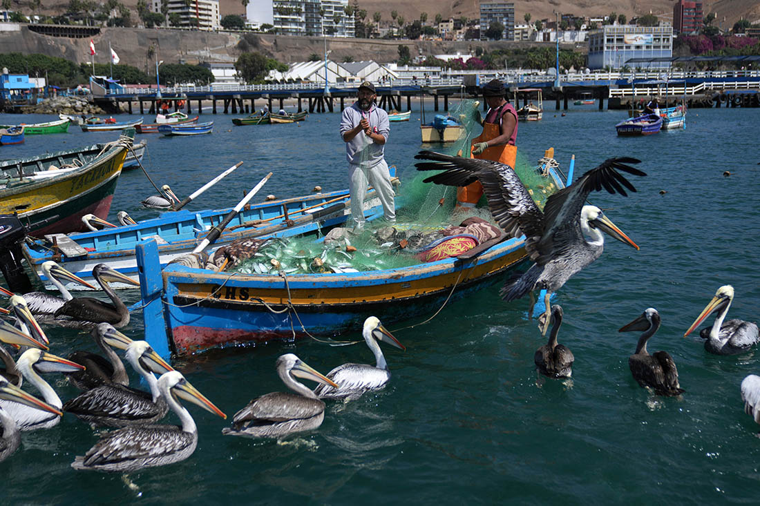 Пеликаны пытаются ограбить рыбака в Перу