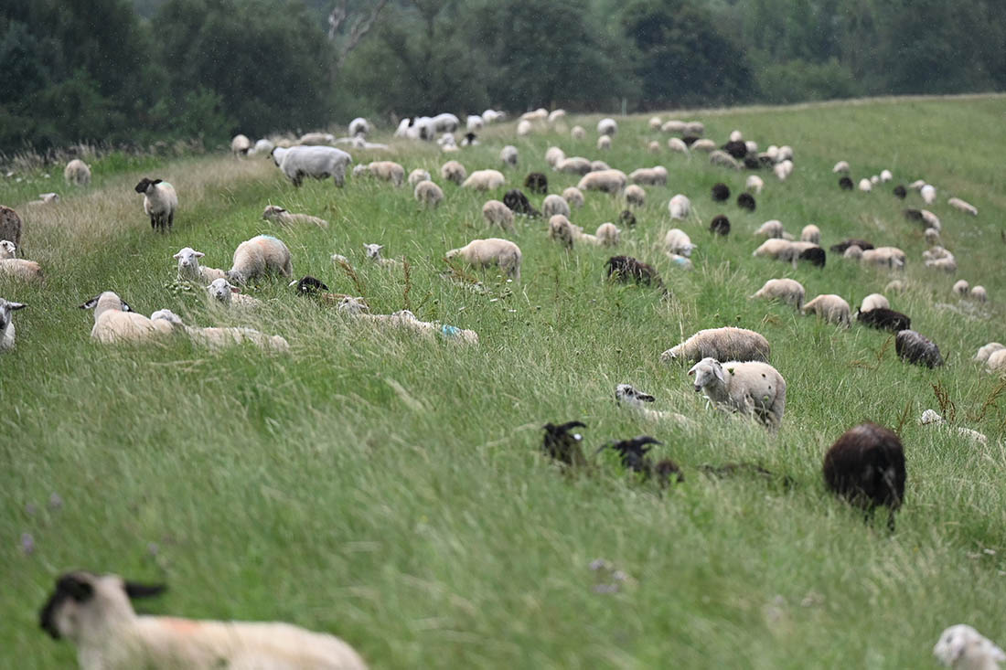 Овечки пасутся в заповеднике Хольцхафен в Гамбурге