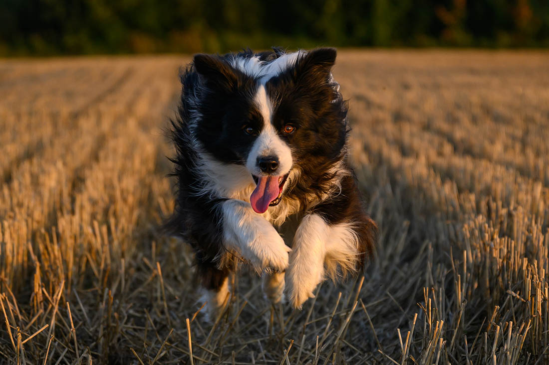 Собака играет на закате в Бранденбурге
