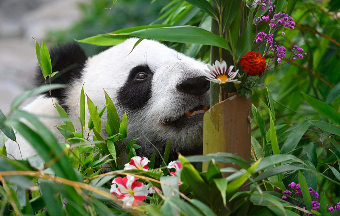 Панда Диндин во время празднования дня рождения в Московском зоопарке