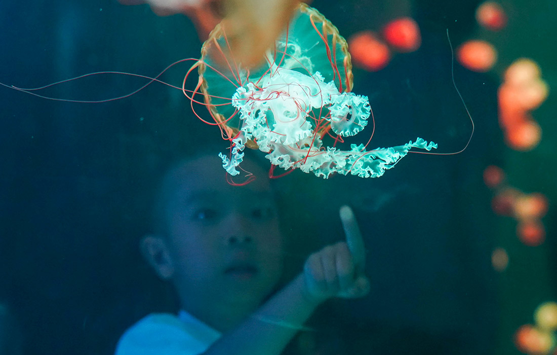 Океанариум Polarland в китайском Харбине