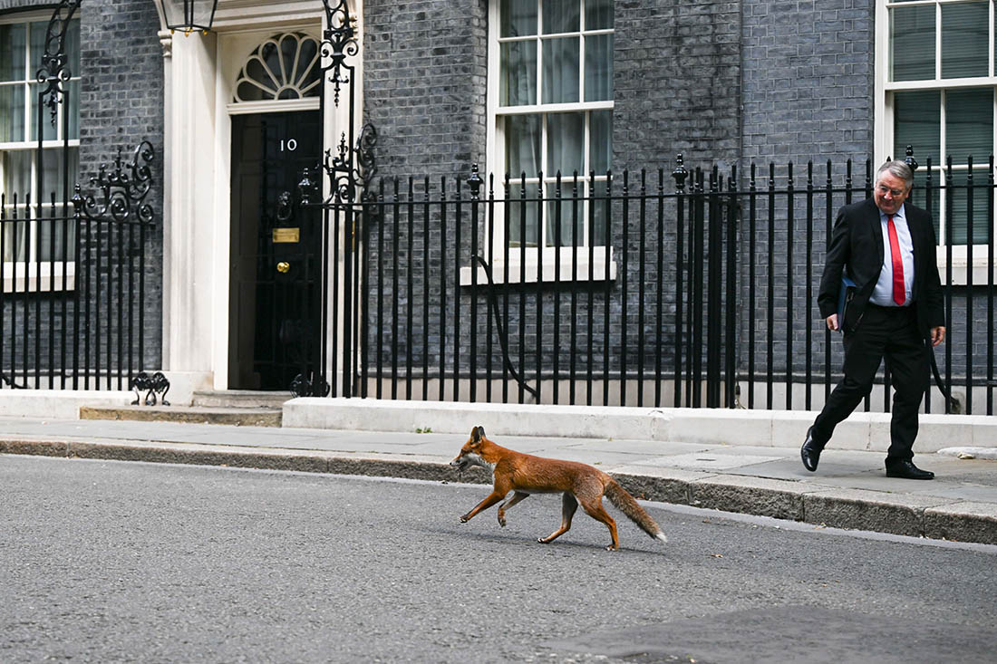 Лисица выбежала на Даунинг-стрит