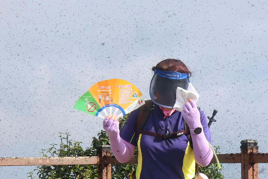 Рой комаров-толстоножек на вершине горы Кеянсан в южнокорейском Инчхоне