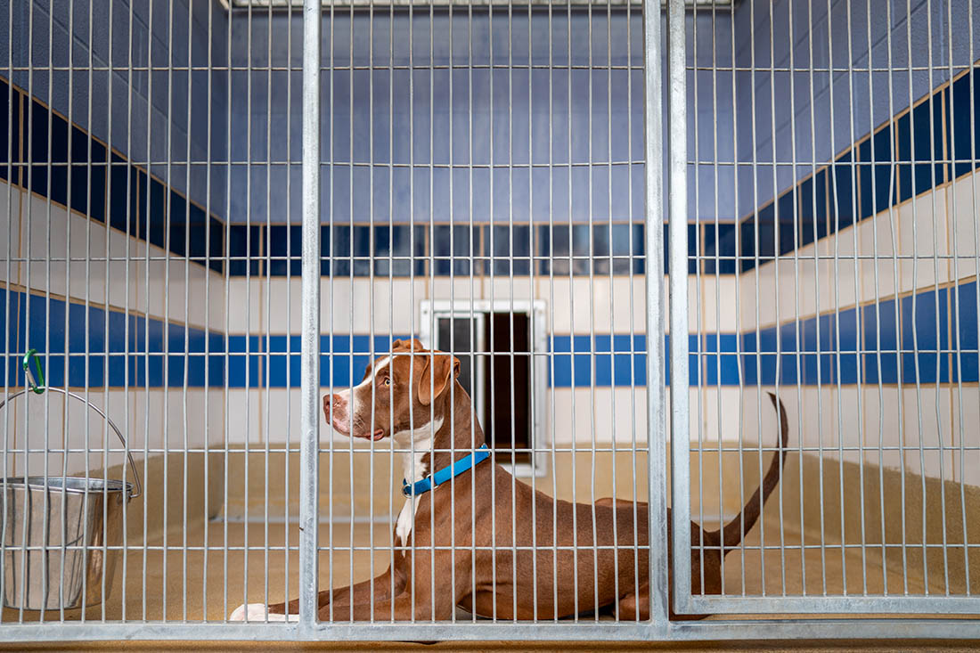Приюты для животных переполняются в США на фоне депортации их владельцев