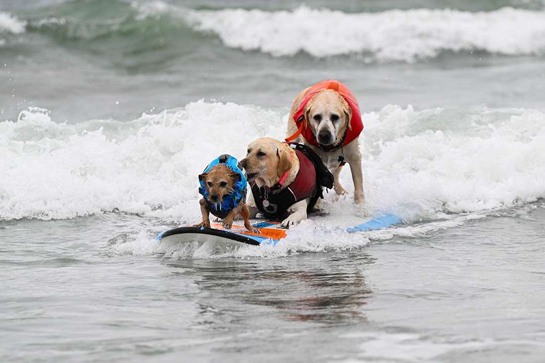 В Калифорнии прошел традиционный собачий сёрфинг