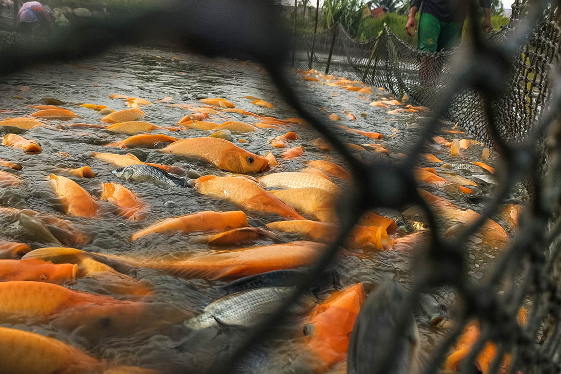 Ловля золотых рыбок на Суматре