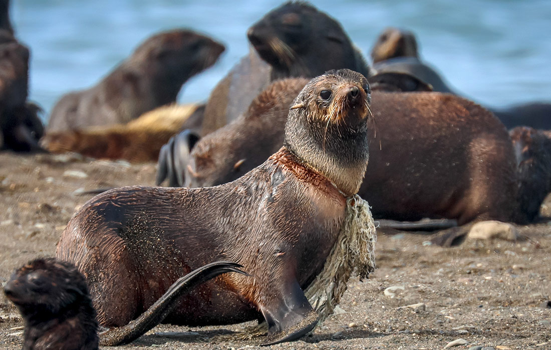 Северный морской котик с куском сетки на шее на острове Тюлений в Сахалинской области. На острове прошла шестая спасательная экспедиция волонтерской группы "Друзья океана".