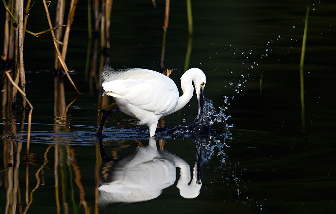 Белая цапля на водохранилище Чард, Великобритания