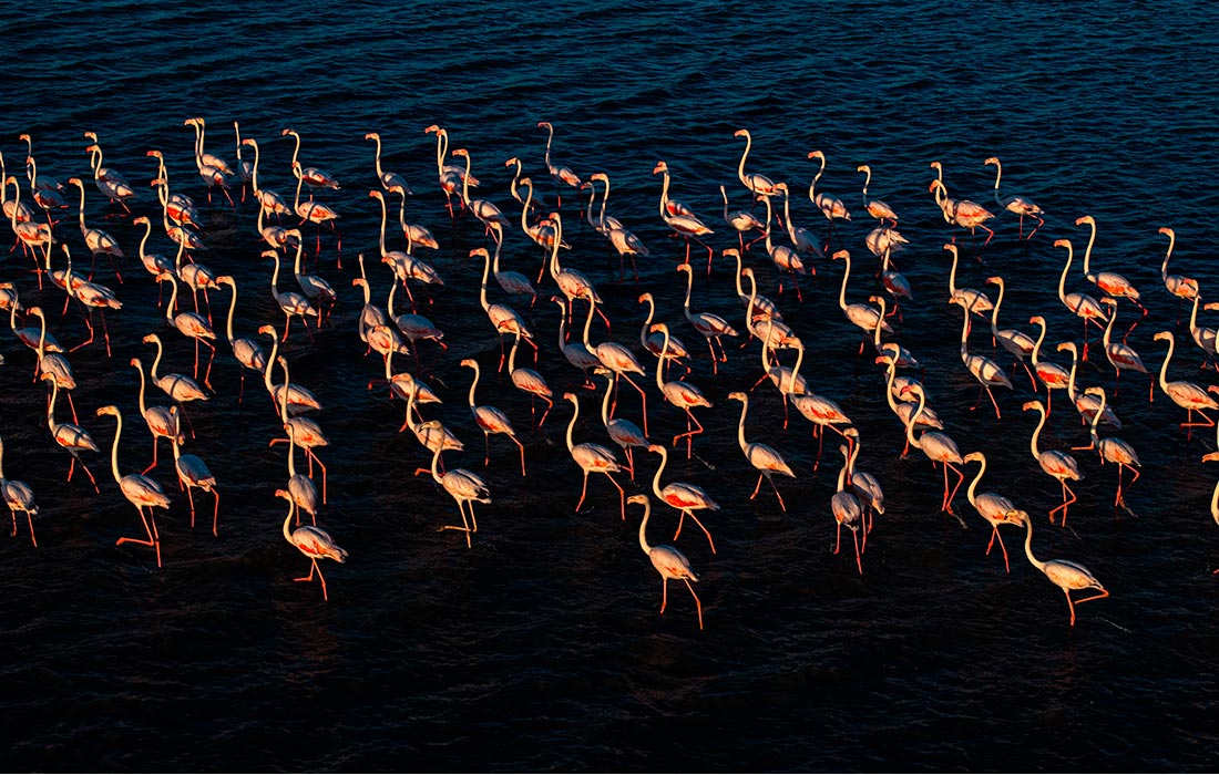 Фламинго на плотине Гелингуллу, которая является местом обитания, отдыха и размножения многих видов перелётных птиц в Йозгате, Турция