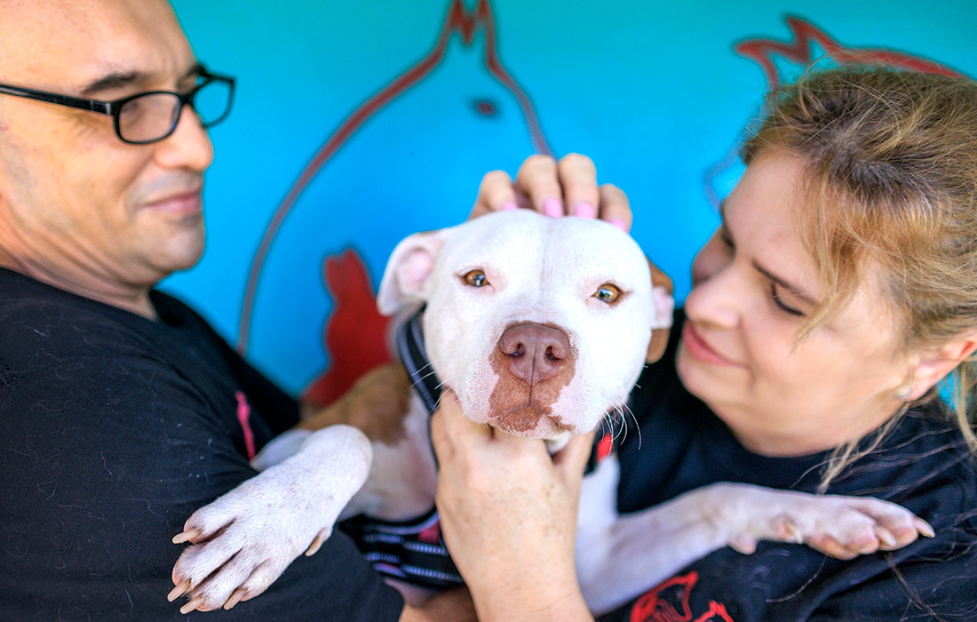 Центр по уходу за бездомными животными депортированных из США мигрантов в Майами