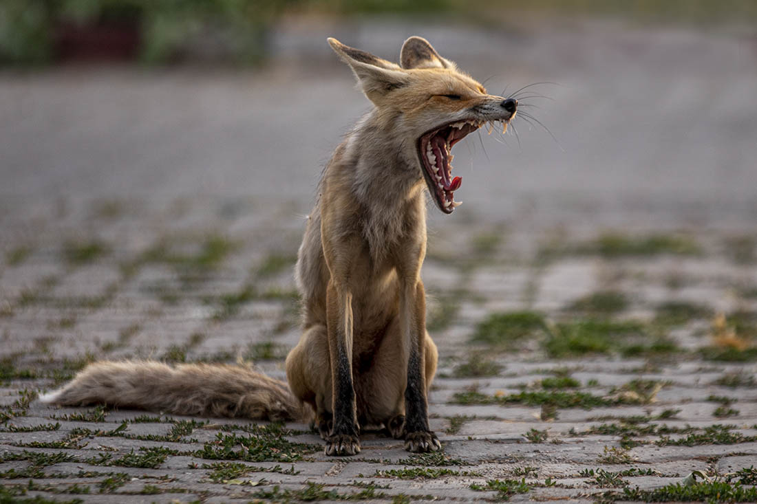 Лиса пришла к зданию полиции в Турции