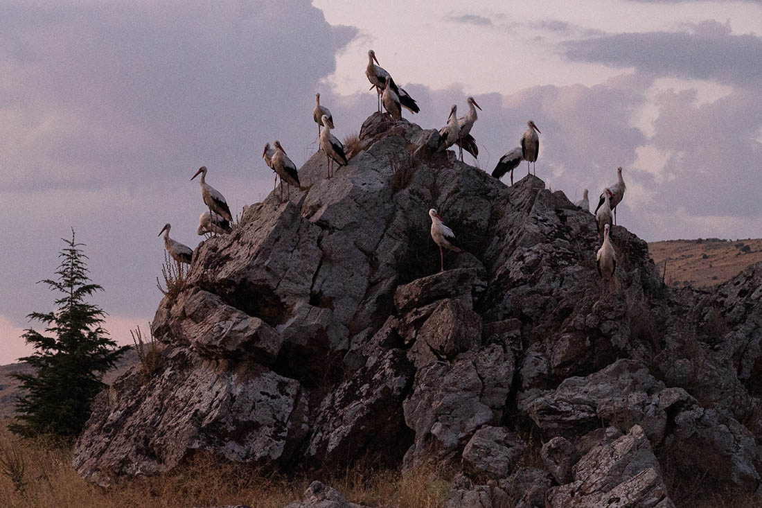 Аисты на скале в Афьонкарахисаре