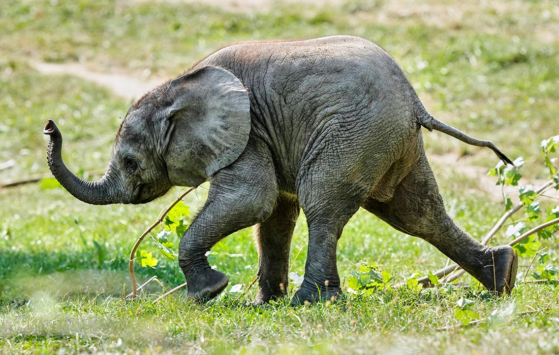 Двухмесячный слоненок Кая в зоопарке в немецком Кронберге