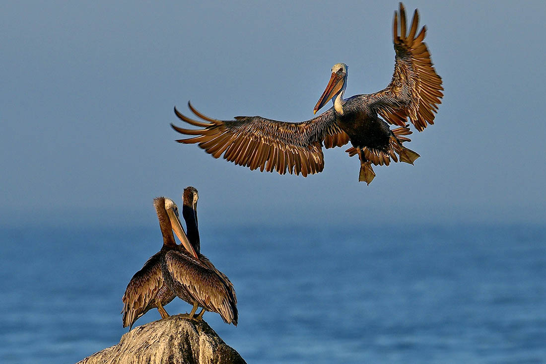 Бурый пеликан спешит поделиться новостями с коллегами на калифорнийском побережье