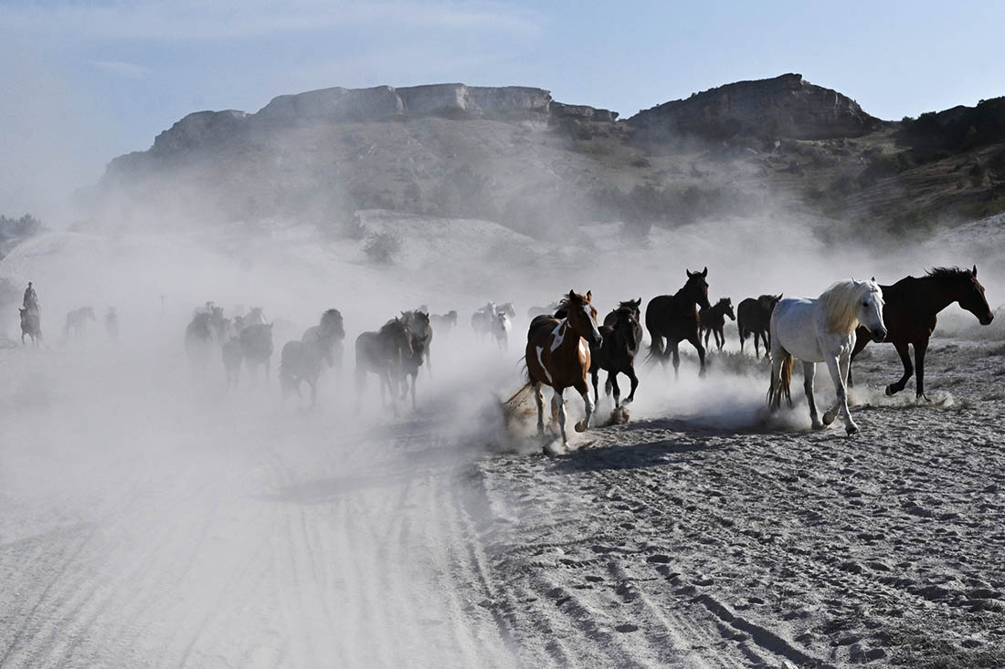Перегон лошадей у Белой скалы в Крыму