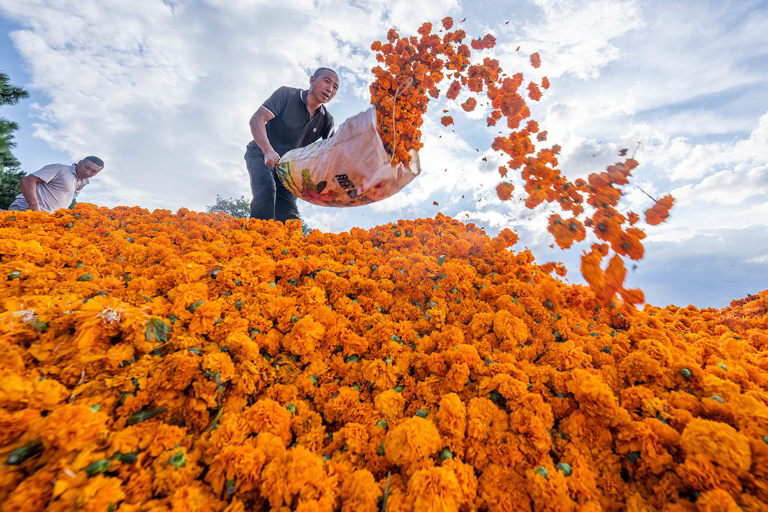 Урожай маргариток собирают в Китае