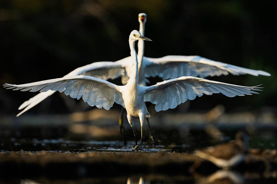 Красивые цапли замечены в дельте Бурсы