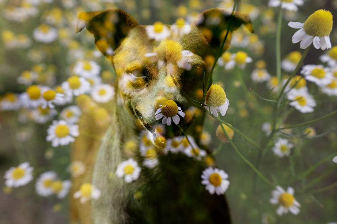 Собачка в ромашковом поле в Мексике