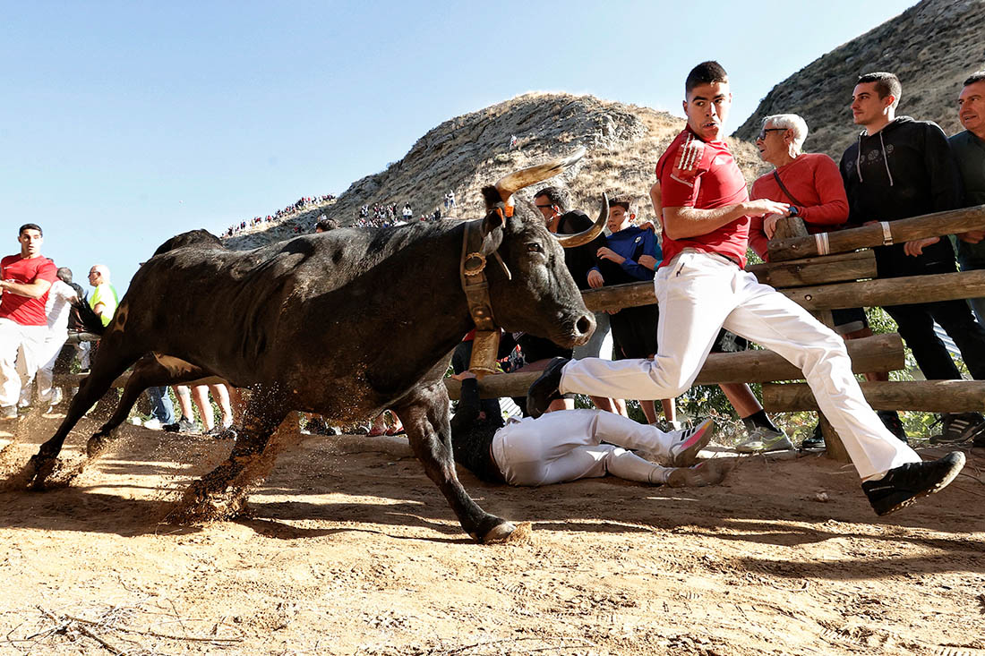 Традиционный забег с быками по горной тропе "Пилон-де-Фальсес" в деревне Фальсесе на севере Испании