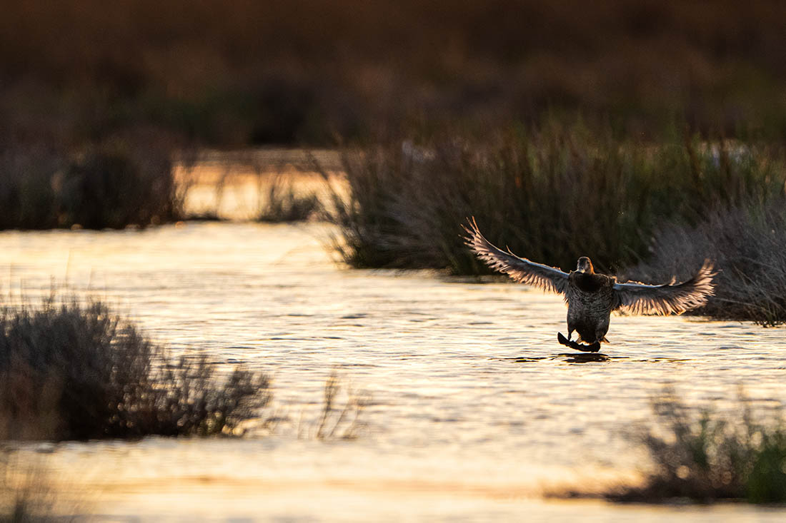 Перелетные птицы прилетают на зимовку в лагуну Кардак в Турции