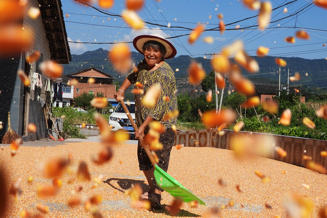 Сбор и заготовка кукурузы в Дачжоу (Китай)