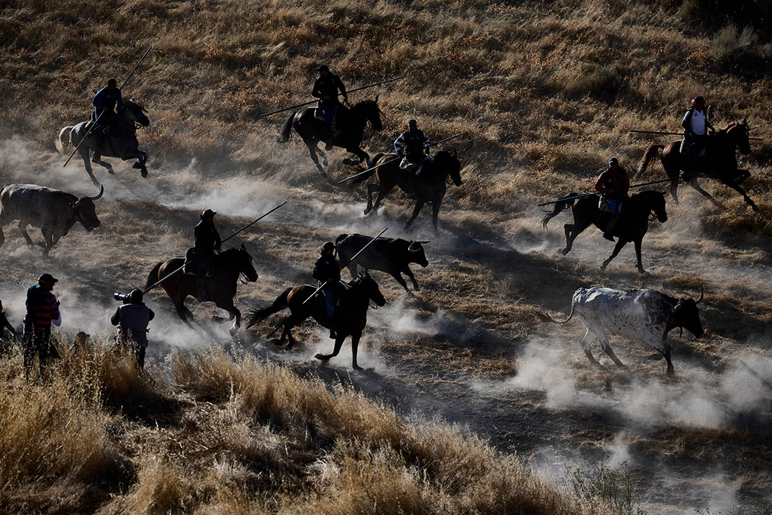 Традиционный забег быков Куэльяр в Испании
