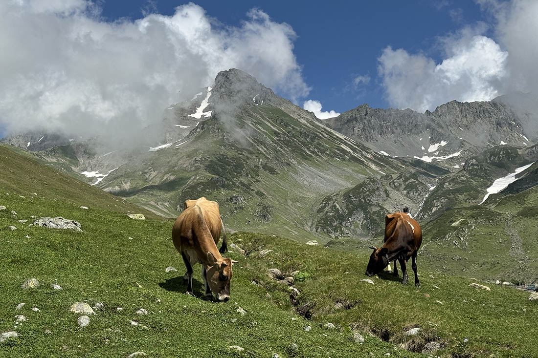 Коровки пасутся в Качкарских горах в Турции