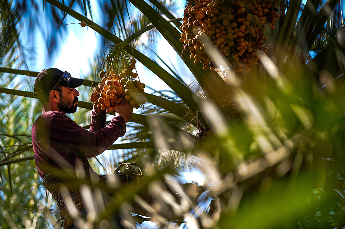 Сбор фиников в Ираке