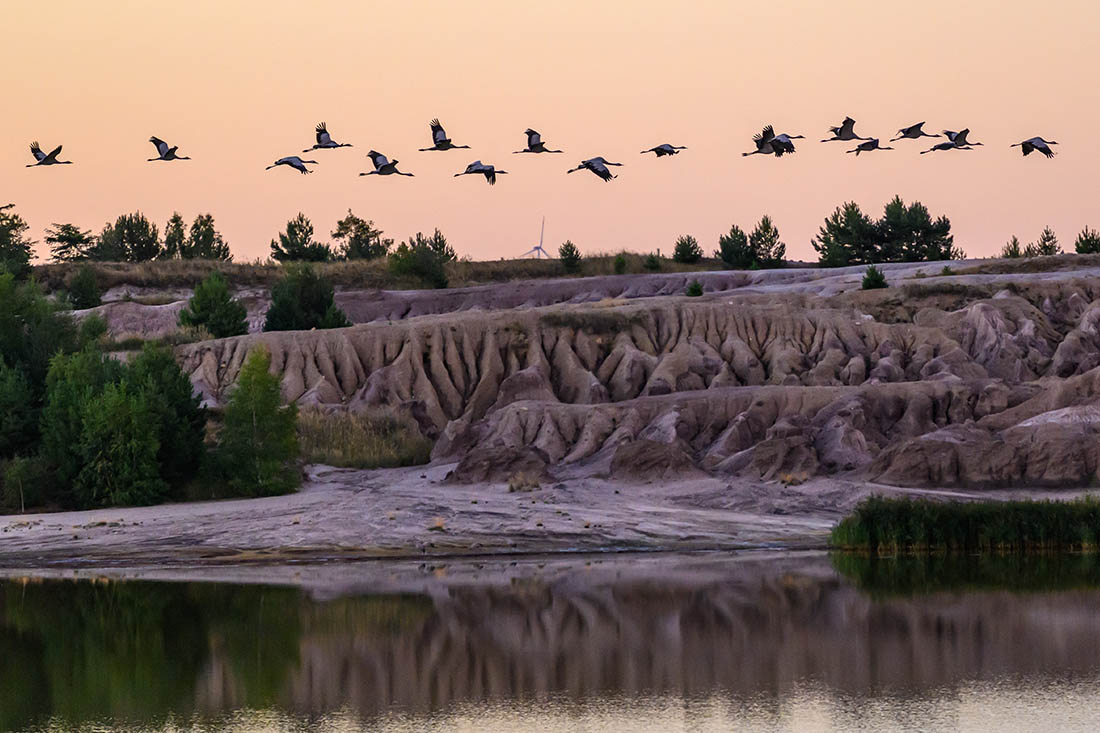 Журавли над озером Шлабендорфер в Германии
